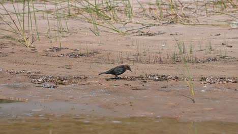 Pequeño-Pájaro-Recogiendo-Desechos-Arrastrados-Por-La-Playa-En-La-Playa-De-Arena,-Lake-Huron,-Michigan