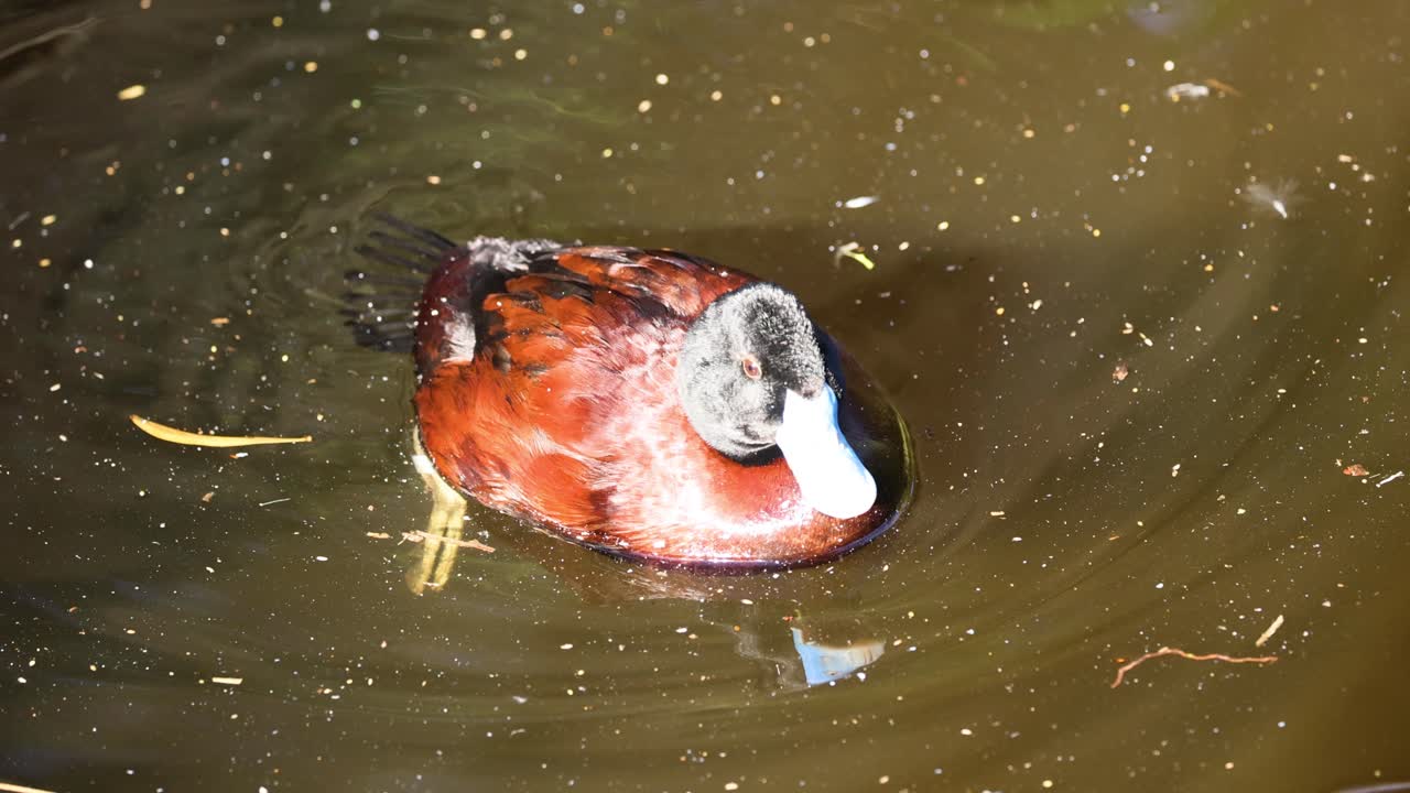 pato maccoa nadando en un estanque en el zoológico de melbourne