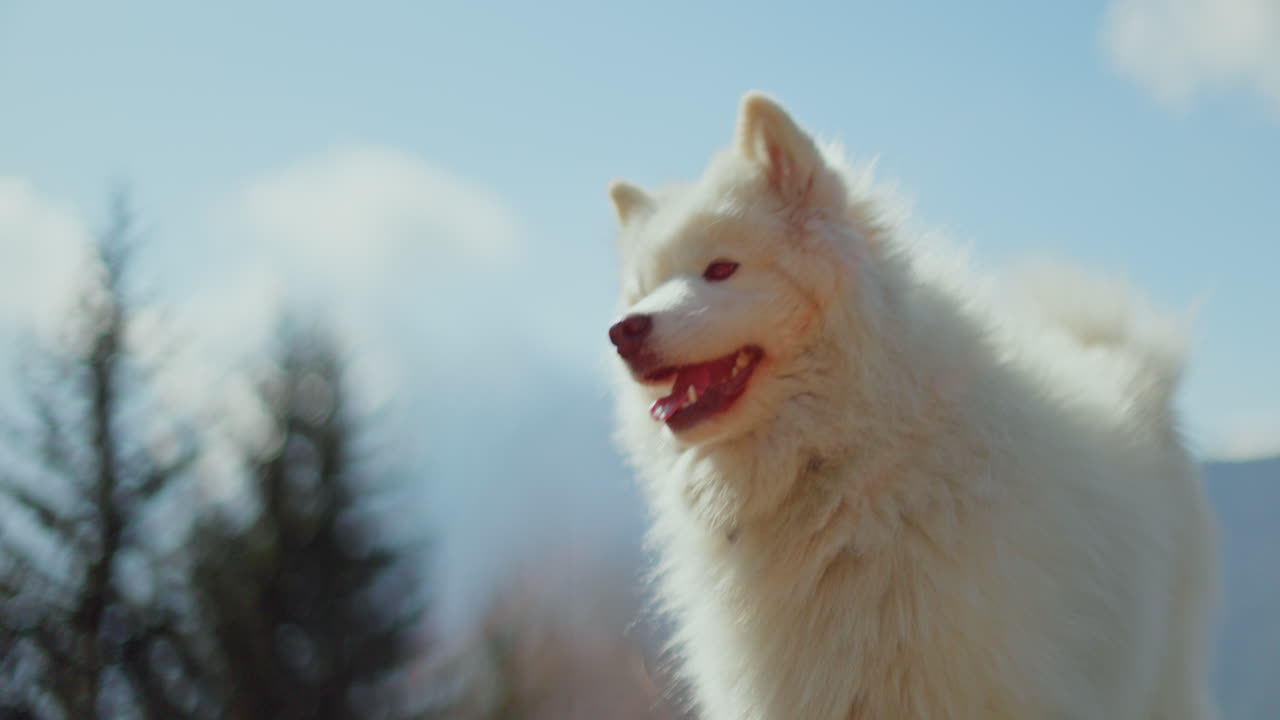 Samoyed and Shetland Sheepdog playing joyfully on a mountain field, surrounded by stunning alpine views and clear skies.