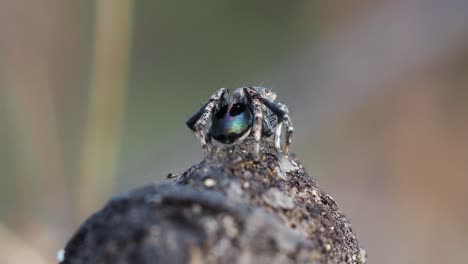 peacock spider, male maratus chrysomelas