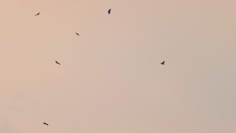 Eine-Gruppe-Greifvögel,-Die-In-Einem-Orangefarbenen-Abendhimmel-Kreise-Fliegen