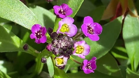 blisko purpurowej alyssum rosnącej w angielskim ogrodzie wiejskim