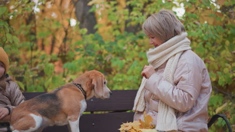 woman in soft jacket and scarf smiles warmly at calm beagle sitting on bench, while daughter in beanie gently rubs dog tail, surrounded by vibrant autumn foliage and scattered fallen leaves