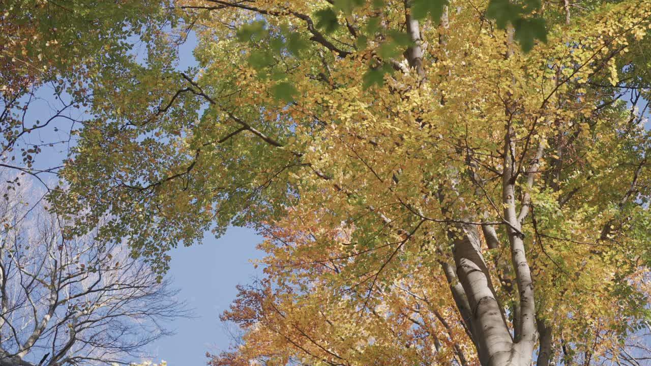 웅장한 버드나무가 가을의 숲 속에 높이 서 있고, 그 황금색 잎은 구름없는 파란 하늘과 아름답게 대조된다.
