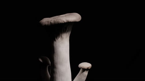 Closeup-of-a-group-of-King-Trumpet-mushrooms-rotating-on-a-black-background