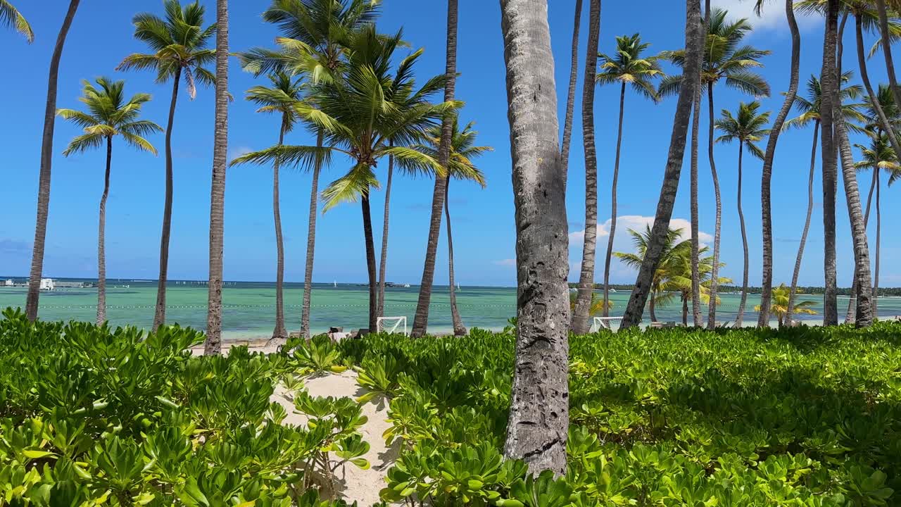 Exotic beach with palm trees, Dominican Republic. Panning