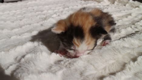 white orange and black newborn calico kitten on a blanket