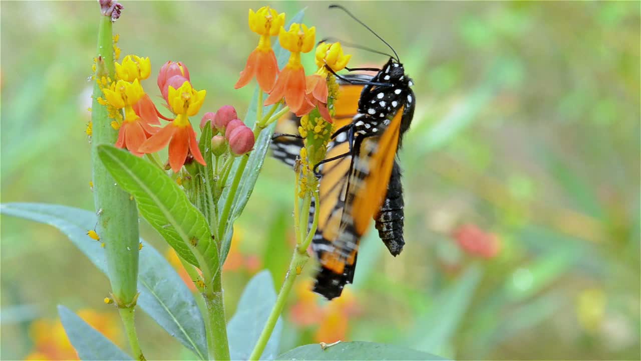 mariposa monarca danaus plexippus estirando sus alas sobre algodoncillo escarlata dentro de su primera hora de vida en oak view california