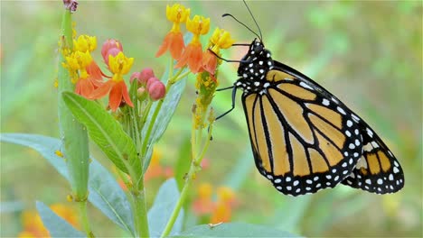 Monarchfalter-Danaus-Plexippus,-Der-Seine-Flügel-Auf-Scharlachroter-Wolfsmilch-In-Seiner-Ersten-Lebensstunde-In-Eichenansicht-Kalifornien-Ausstreckt