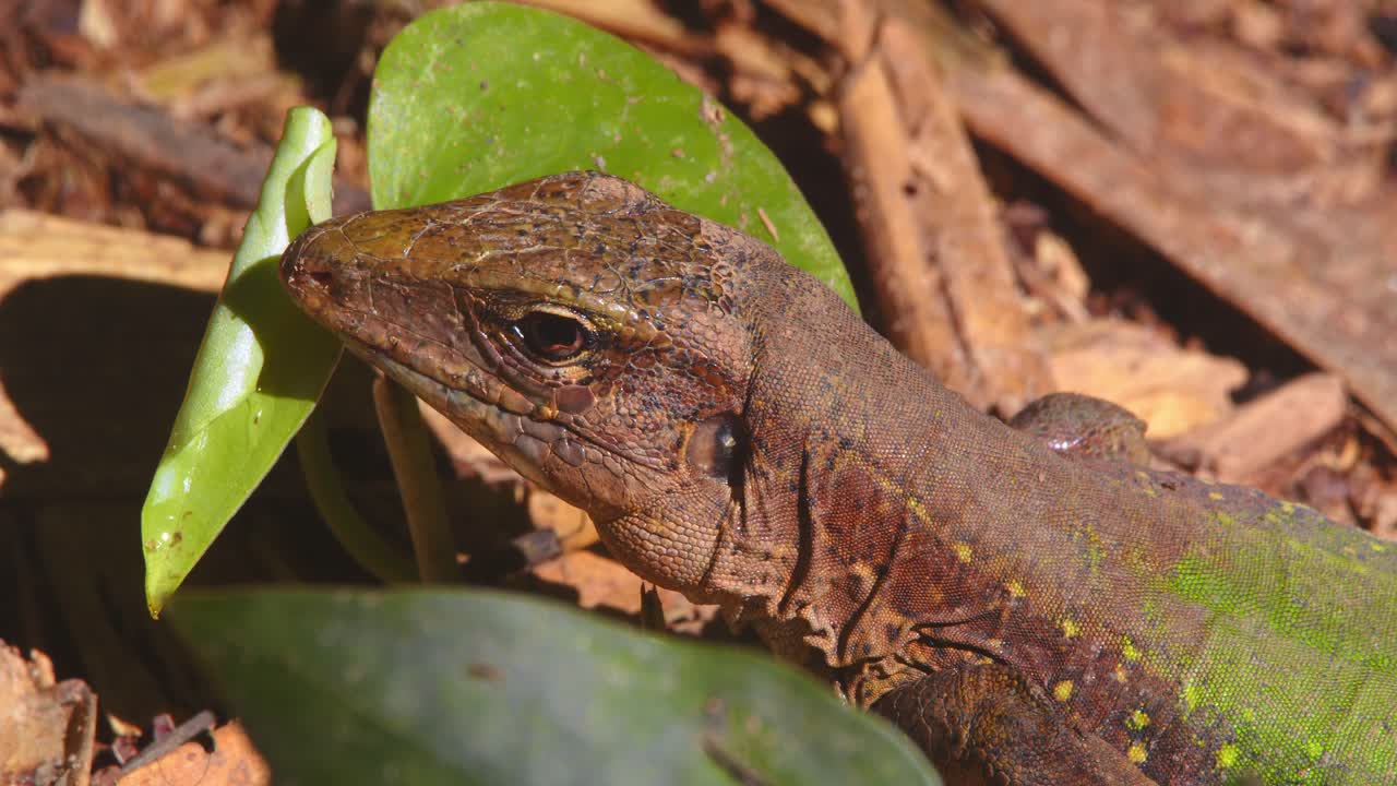 In Peru’s rainforest, an Ameiva lizard lies still on the jungle floor, soaking in the morning humidity bothered by pesky flies