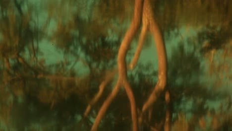 waving water reflection of a tree in a rainforest