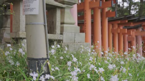 puertas fushimi inari torii y flores de primavera, kyoto japón