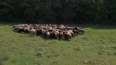 herd of sheeps in green field next to forest-2