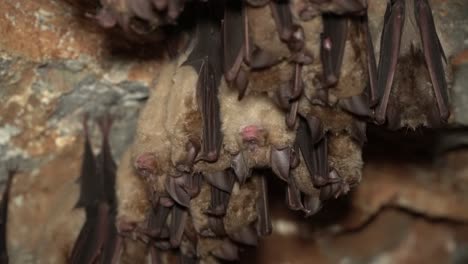 Murciélagos-Durmiendo-En-Una-Cueva-Boca-Abajo