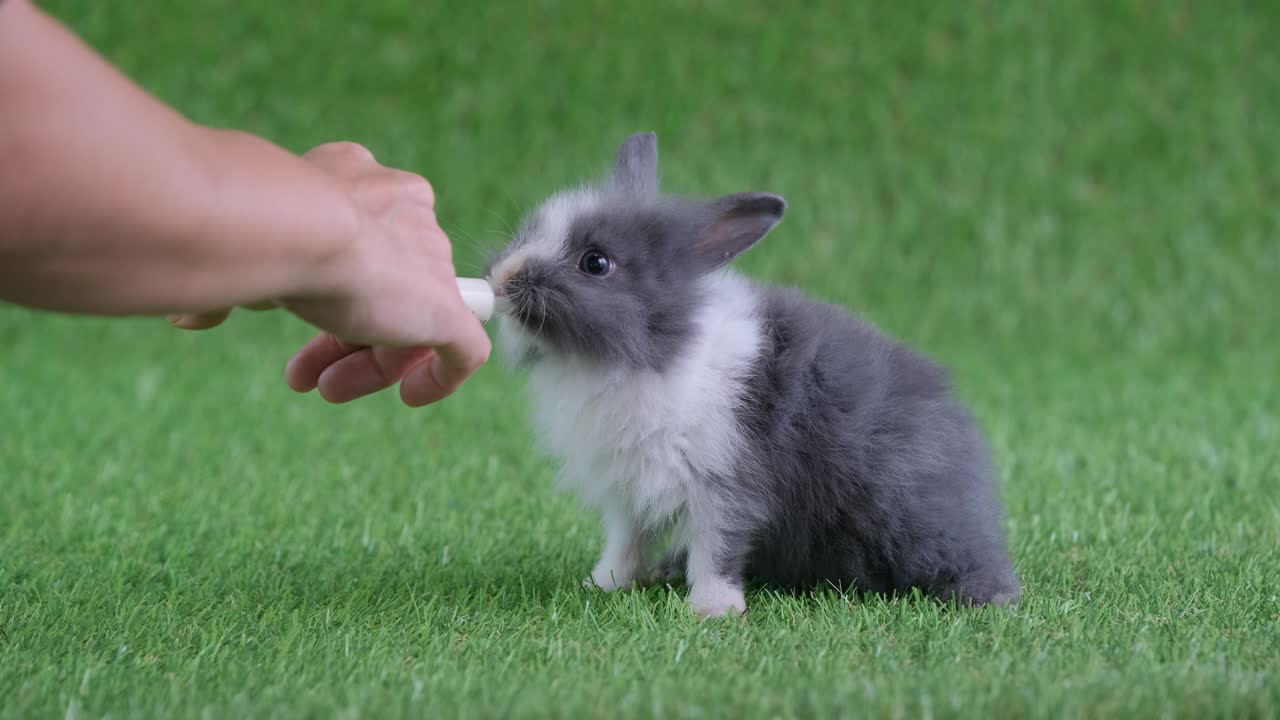 작은 밝은 검은 패턴 토끼는 주사기로 우유를 마시고 인간의 손으로 잡고 녹색 화면에 머물러 있습니다.