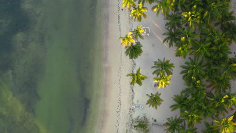 waves washing tropical white sand beach with sunlit palm trees