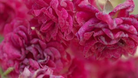 las vibrantes flores rojas en plena floración crean una vista cautivadora de cerca