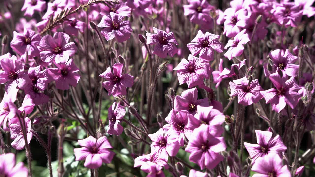 공원에 있는 분홍색 꽃 다발