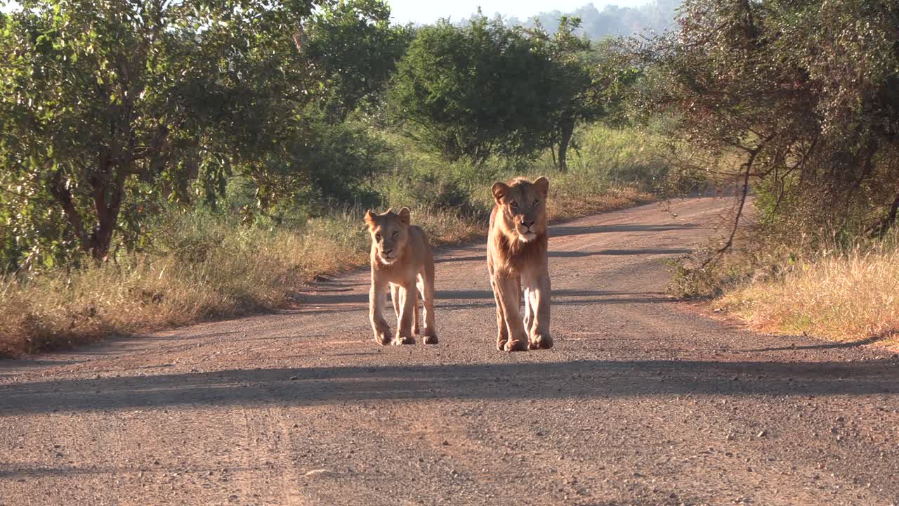 Young lions moving towards the camera in the kruger national park, south africa