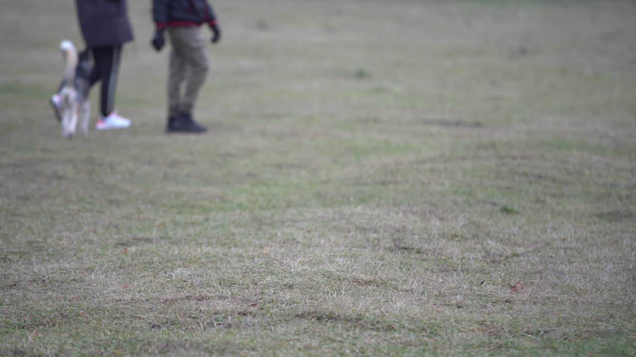 자연에서 아름다운 시베리아 허스키