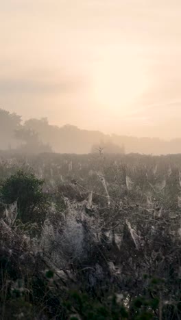 amanecer brumoso sobre un campo de rocío con telas de araña