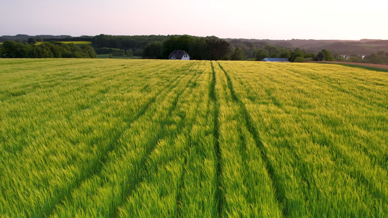 Sunset golden glow illuminates lush green wheat fields of Poland,aerial view