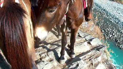 las mulas huelen la parte posterior de un caballo mientras pasan por un estrecho sendero rocoso en las montañas de nepal