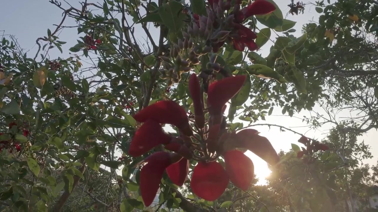 Vibranti fiori rossi in fiore su un albero al tramonto