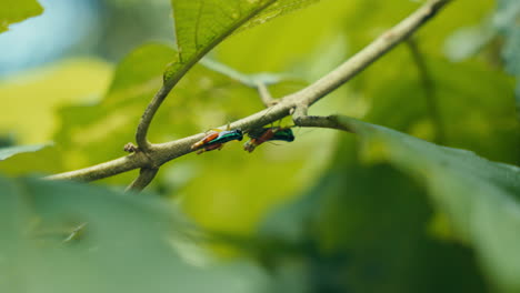 insects on a branch