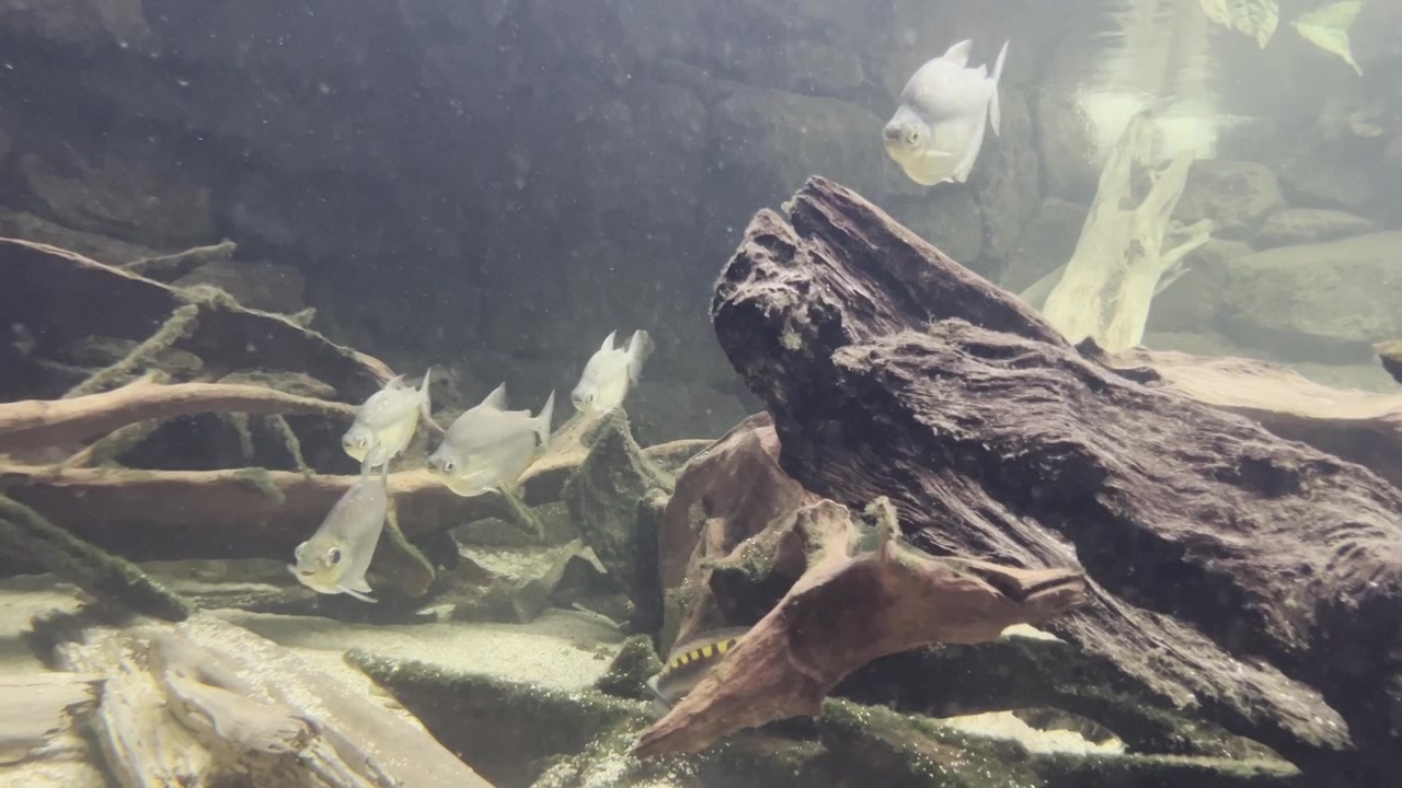 small school of beautiful fish swims in dark water with tree trunks and branches