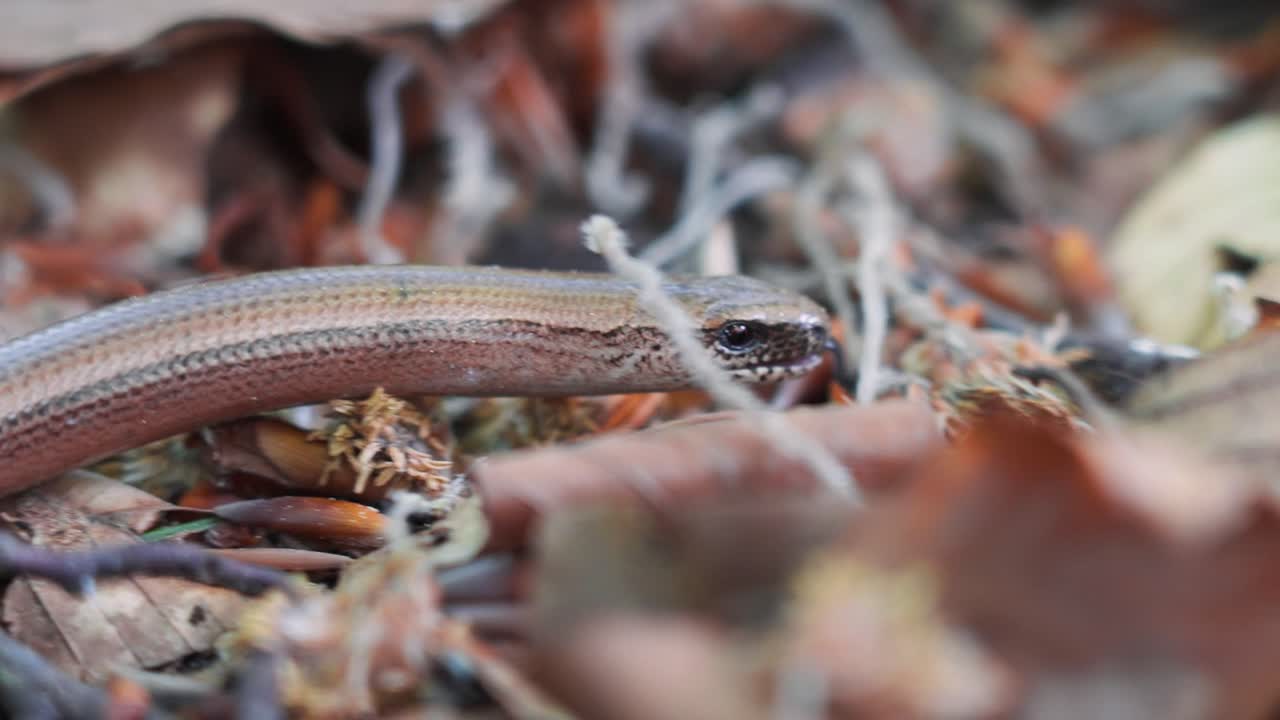 Macro close-up of slithering slow worm’s head on fallen leaves in forest floor, snake showing tongue