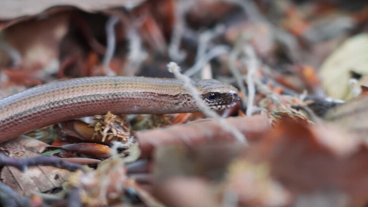 Macro close-up of slithering slow worm’s head on fallen leaves in forest floor, snake showing tongue