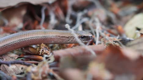 macro close-up of slithering slow worm’s head on fallen leaves in forest floor, snake showing tongue