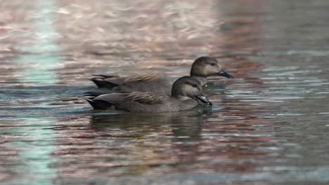 two wild gadwalls swimming around in a lake on a sunny day