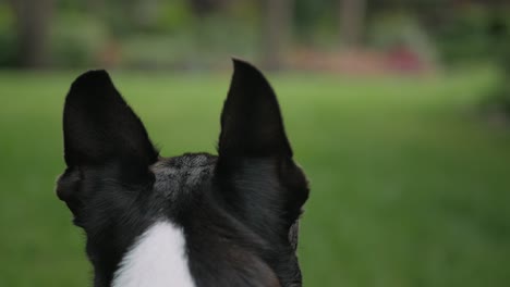 Close-up-of-dog-back-side-of-head-and-ears-on-natural-background