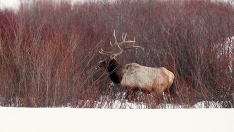 bull elk in the winter in montana