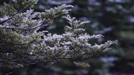 Closeup-Scenery-Of-A-Pond-Pine-Tree-in-South-Island,-New-Zealand---Closeup-Shot