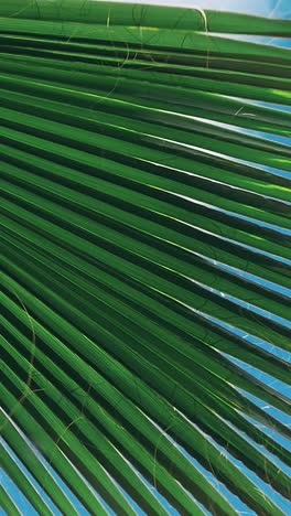 hojas verdes de una palmera y el sol