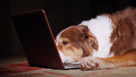 dog looks at laptop screen 06