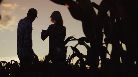 silhouettes of two farmers in a field of corn 2