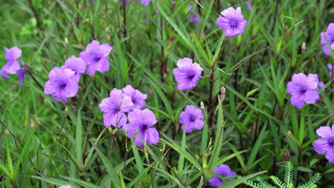 hermosa flor morada o violeta