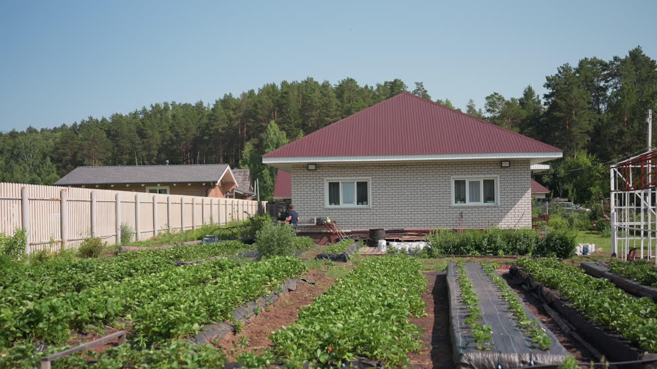 Farmer lifts polythene sheet and carries it across vegetable beds toward backyard near brick house with red roof, sunlight on plants, irrigation lines visible, forest in background