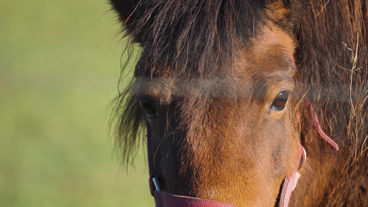un retrato del caballo marrón en un fondo borroso verde