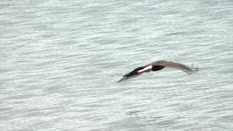 Bold-Eagle-flying-very-close-to-the-waterline-in-Alaska