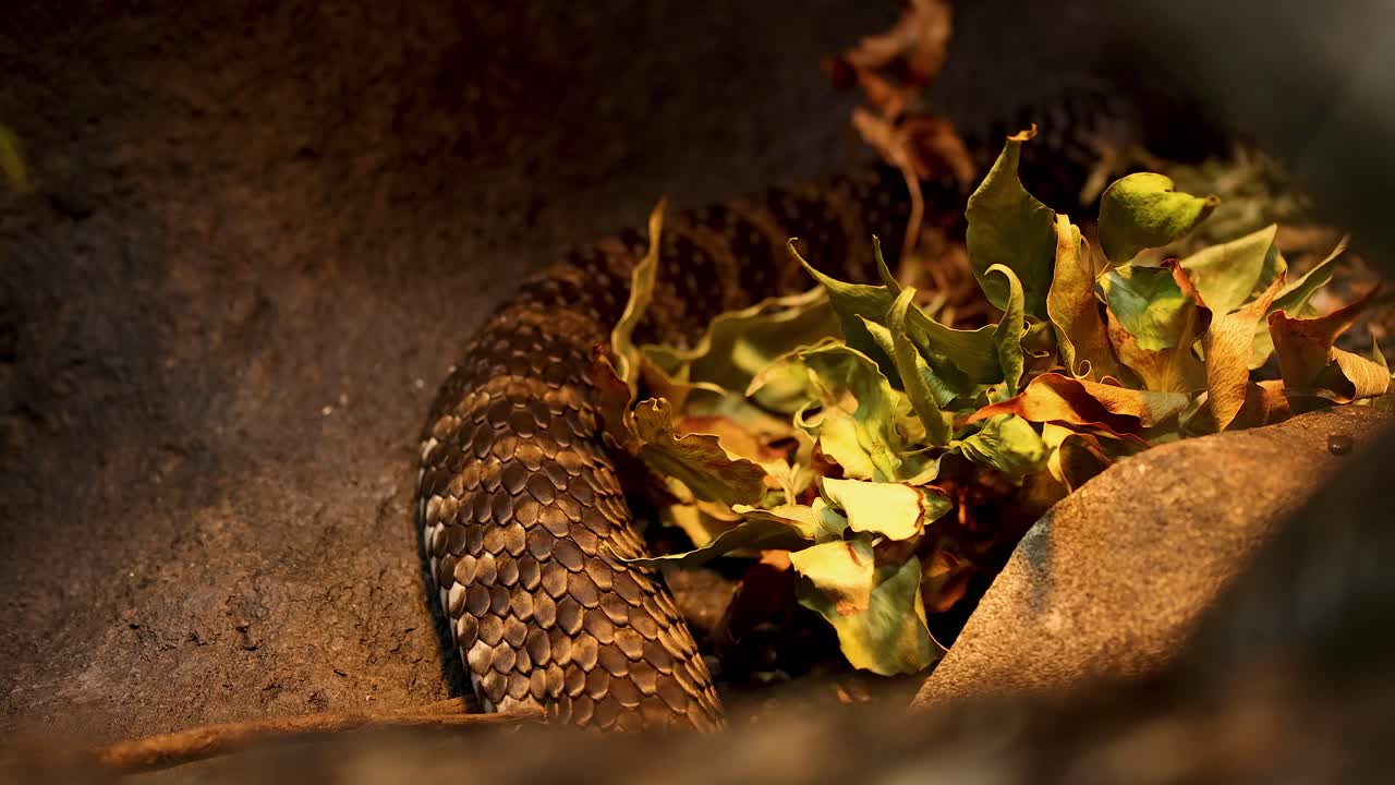serpiente moviéndose a través de las hojas en el recinto