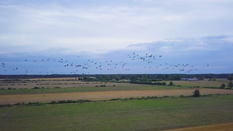 aerial view of a large flock of common cranes flying over the agricultural fields, wildlife, autumn bird migration, overcast autumn day, high altitude wide angle drone shot moving forward