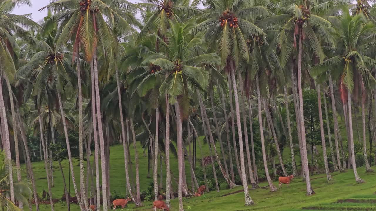 Indonesian coconut palm tree grove with grazing cows