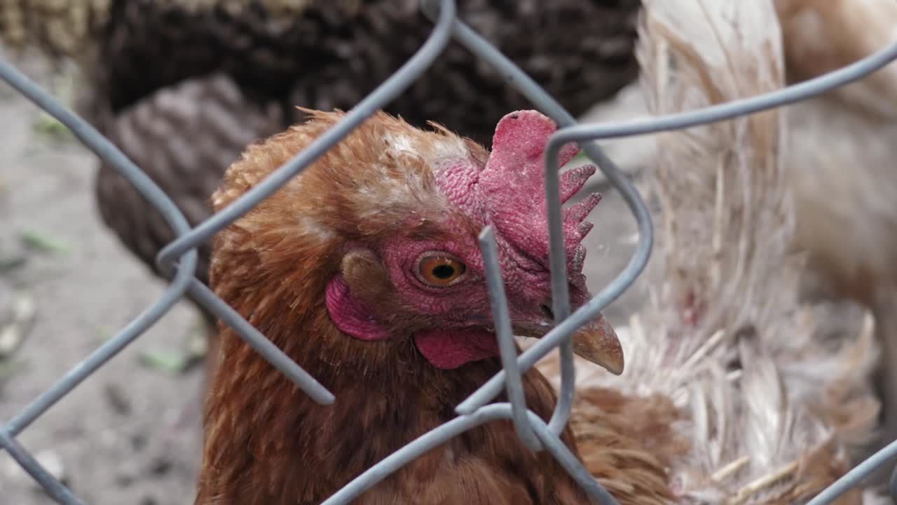 gallina está mirando a través de la malla metálica dañada