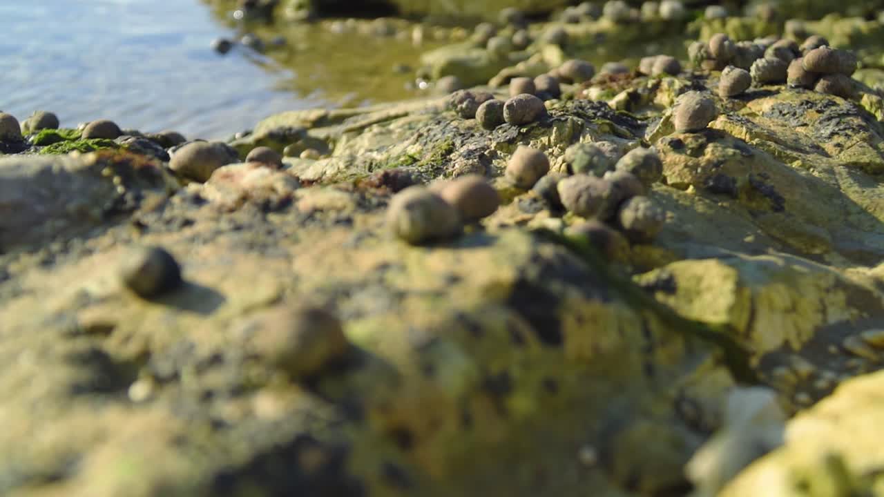 diminutos fósiles de caracoles en las rocas junto al mar sólo son visibles cuando la marea baja en cámara lenta