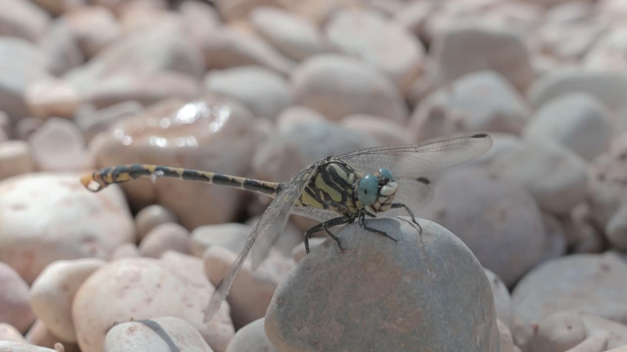 검은색과 노란색의 몸과 별도의 파란색-녹색의 눈을 가진 드래곤플라이는 바위 위의 강 근처에 있습니다.